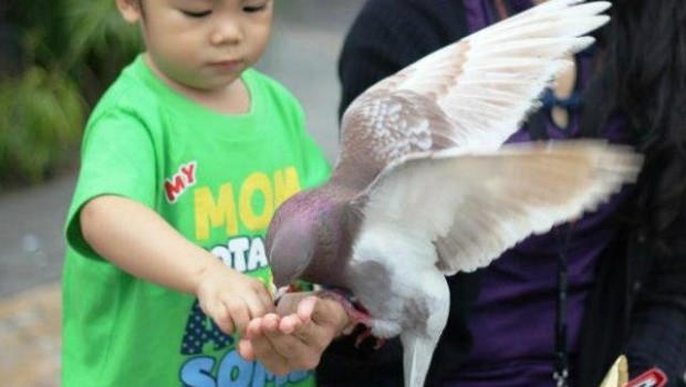 Pigeon Feeding at Piazza