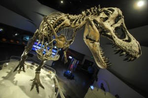 The Mind Museum Stan the T-rex Dinosaur