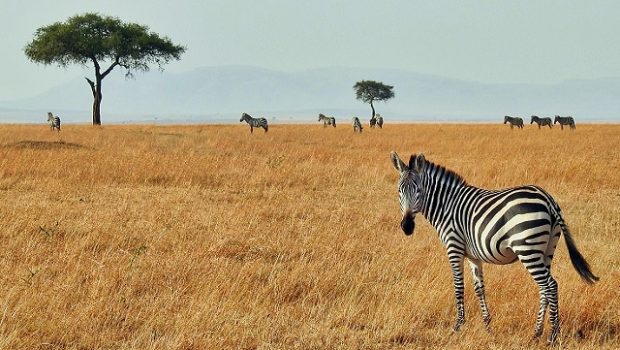 Reasons To Visit Tanzania